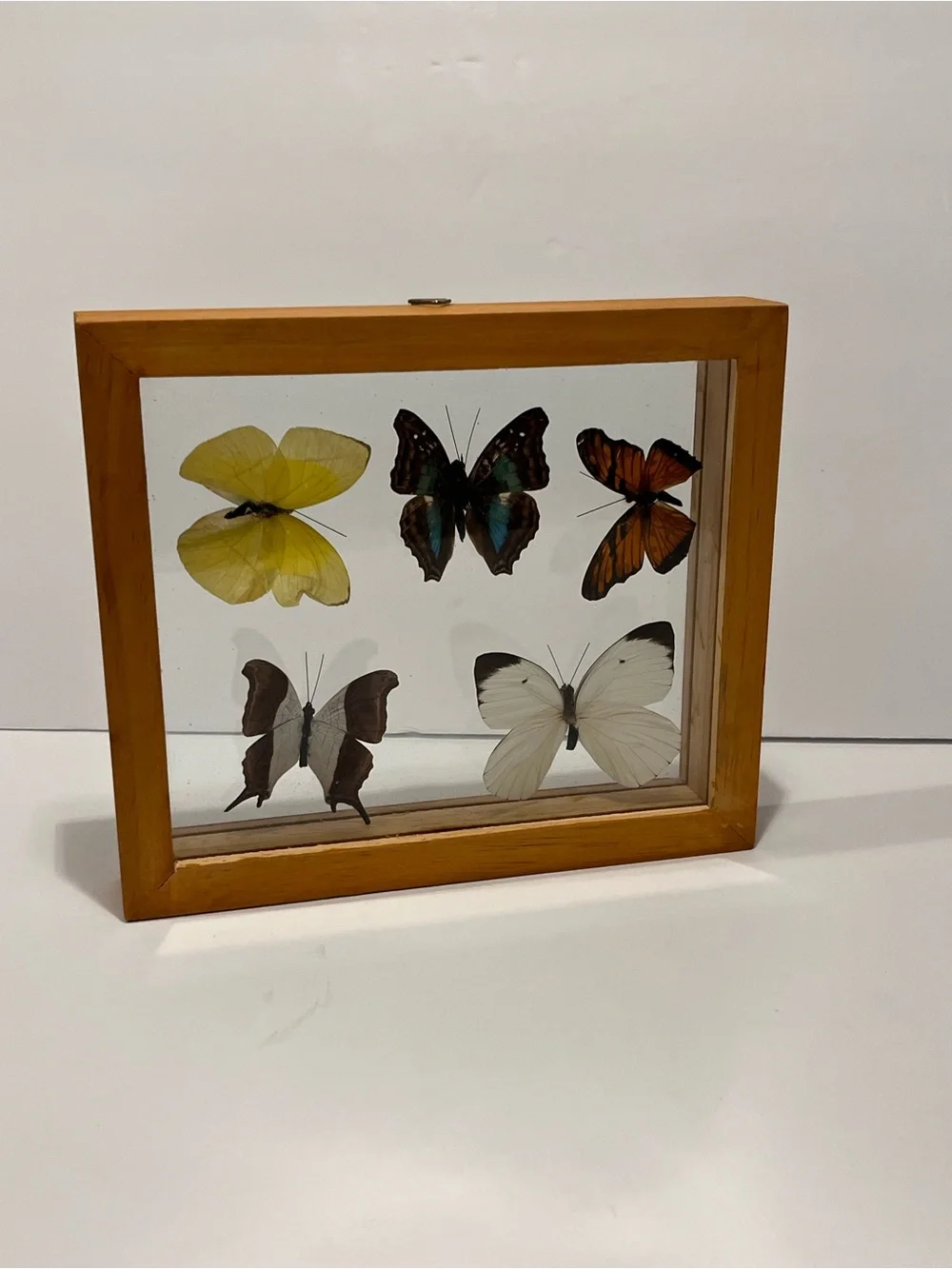 Rare 5 Real Butterflies in Wooden Box Between Glasses Wall Hanging 7.75”-6.75”